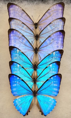Morpho sulkowskyi 3 - 3,