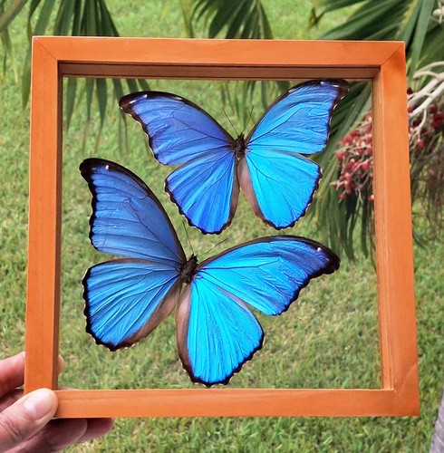 Real framed butterflies - real, 2